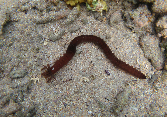  Polyplectana kefersteini (Brown Worm Cucumber)